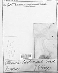 Phoma herbarum image